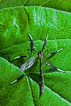 Phantom crane fly (Bittacomorpha clavipes) Florida, USA, April.