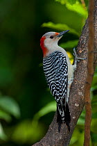 Red-bellied woodpecker (Melanerpes carolinus), female. North Florida, USA, April.