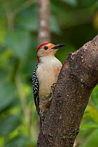 Red-bellied woodpecker (Melanerpes carolinus), male. North Florida, USA, April.