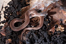 Smooth earth snake (Virginia valeriae), North West Florida, USA, May.