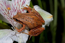 Southeastern chorus frog (Pseudacris feriarum) on flower. West Florida, Liberty Co., USA, March.