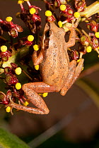 Southeastern chorus frog (Pseudacris feriarum). West Florida, Liberty Co., USA, March.