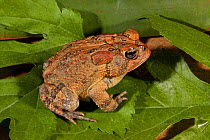 Southern toad (Bufo terrestris) Florida, USA. Controlled conditions.