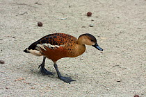 Wandering whistling duck (Dendrocygna arcuata) Captive. Occurs in Australia, Indonesia, Papua New Guinea, Philippines and Timor-leste.