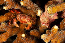 Crab possibly Horrid crab (Daldorfia horrida) in hard coral, coast of Dhofar and Hallaniyat islands, Oman. Arabian Sea.