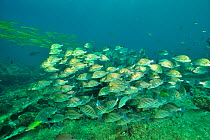 School of Bronzestriped grunts (Pomadasys taeniatus) and a school of Yellowfin goatfish (Mulloidichthys vanicolensis) in the background, coast of Dhofar and Hallaniyat islands, Oman. Arabian Sea.