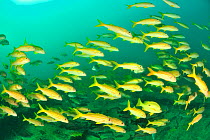 School of Yellowfin goatfish (Mulloidichthys vanicolensis), coast of Dhofar and Hallaniyat islands, Oman. Arabian Sea.