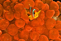 Oman anemonefish / clownfish (Amphiprion omanensis) in a a Bulb-tentacle sea anemone (Entacmaea quadricolor), coast of Dhofar and Hallaniyat islands, Oman. Arabian Sea.
