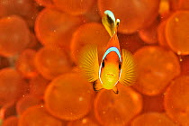Oman anemonefish / clownfish (Amphiprion omanensis) in a a Bulb-tentacle sea anemone (Entacmaea quadricolor), coast of Dhofar and Hallaniyat islands, Oman. Arabian Sea.