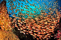 School of Yellow sweepers /  Glassfish (Parapriacanthus ransonneti / guentheri) on reef with Lemonfish / Gold-spotted sweetlips (Plectorhinchus flavomaculatus), coast of Dhofar and Hallaniyat islands,...