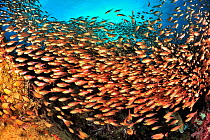 School of yellow sweepers / glassfish (Parapriacanthus ransonneti / guentheri) on reef, coast of Dhofar and Hallaniyat islands, Oman. Arabian Sea.