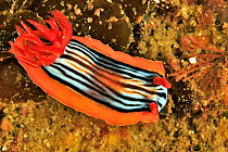 Chromodoris nudibranch, possibly (Chromodoris magnifica), coast of Dhofar and Hallaniyat islands, Oman. Arabian Sea.