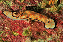 Nudibranch (Hypselodoris pulchella / Risbecia pulchella) coast of Dhofar and Hallaniyat islands, Oman. Arabian Sea.