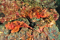 Two bearded scorpionfish (Scorpaenopsis barbatus / barbata), coast of Dhofar and Hallaniyat islands, Oman. Arabian Sea.