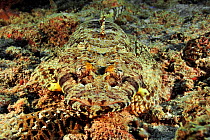 Close-up of a Common crocodilefish / Carpet flathead (Papilloculiceps longiceps) camouflaged on sea bed, coast of Dhofar and Hallaniyat islands, Oman. Arabian Sea.
