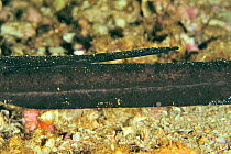 Close-up of the tail and the sting of a Round ribbontail ray (Taeniura meyeni) coast of Dhofar and Hallaniyat islands, Oman. Arabian Sea.