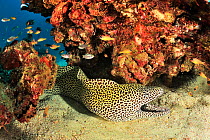 Black spotted  moray (Gymnothorax isingteena) near its hole in a crack of the reef with Short-tooth / Goldbelly cardinalfish (Ostorhinchus apogonoides) and Five-lined cardinalfish (Cheilodipterus quin...