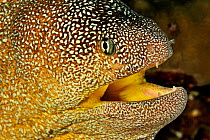 Close-up of the head of a Yellowmouth / Starry moray (Gymnothorax nudivomer) with mouth open, coast of Dhofar and Hallaniyat islands, Oman. Arabian Sea.