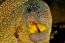 Close-up of the head of a Yellowmouth / Starry moray (Gymnothorax nudivomer) with mouth open, coast of Dhofar and Hallaniyat islands, Oman. Arabian Sea.