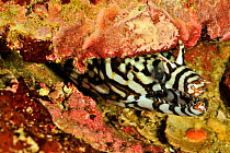 The head of a Dragon moray eel (Enchelycore pardalis), coast of Dhofar and Hallaniyat islands, Oman. Arabian Sea.