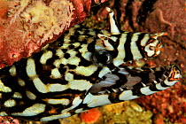The head of a Dragon moray eel (Enchelycore pardalis), coast of Dhofar and Hallaniyat islands, Oman. Arabian Sea.