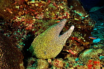 Honeycomb moray (Gymnothorax favagineus) with a wounded jaw, coast of Dhofar and Hallaniyat islands, Oman. Arabian Sea.