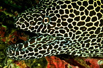 Close-up of the head of a Honeycomb moray (Gymnothorax favagineus), coast of Dhofar and Hallaniyat islands, Oman. Arabian Sea.