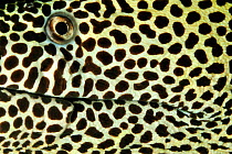 Close-up of the head of a black-spotted / spotted moray (Gymnothorax isingteena), coast of Dhofar and Hallaniyat islands, Oman. Arabian Sea.