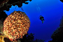 Diver near the coral drop off with a Giant barrel sponge (Xestospongia muta), San Salvador Island / Colombus Island, Bahamas. Caribbean. June 2013.