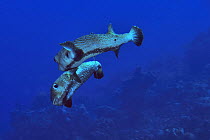 Pair of courting Common porcupinefish (Diodon hystrix), San Salvador Island / Colombus Island, Bahamas. Caribbean.