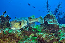Common porcupinefish (Diodon hystrix) on coral reef, San Salvador Island / Colombus Island, Bahamas. Caribbean.