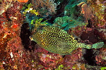Honeycomb cowfish (Acanthostracion polygonius / polygonia), San Salvador Island / Colombus Island, Bahamas. Caribbean.