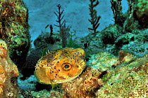 Longspined porcupinefish / balloonfish (Diodon holocanthus) on reef, San Salvador Island / Colombus Island, Bahamas. Caribbean.