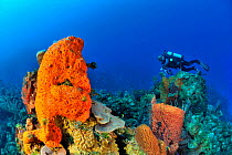 Diver on coral reef with a Giant barrel sponge (Xestospongia muta), Elephant ear sponge (Agelas clathrodes) and corals, San Salvador Island / Colombus Island, Bahamas. Caribbean. June 2013.
