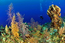 Diver on coral reef with Bipinnate sea plumes (Pseudopterogorgia bipinnata), other Sea plumes (Pseudopterogorgia ) and corals, San Salvador Island / Colombus Island, Bahamas. Caribbean. June 2013.