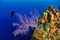 Diver near the coral drop off with a Bipinnate sea plume (Pseudopterogorgia bipinnata), San Salvador Island / Colombus Island, Bahamas. Caribbean. June 2013.