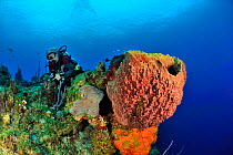 Diver on coral reef with Giant barrel sponge (Xestospongia muta), Elephant ear sponge (Agelas clathrodes) and coral, San Salvador Island / Colombus Island, Bahamas. Caribbean. June 2013.