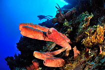 Diver on drop off with Stove-pipe sponges (Aplysina archeri), San Salvador Island / Colombus Island, Bahamas. Caribbean. June 2013.