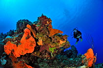 Diver above the reef with Elephant ear sponges (Agelas clathrodes), San Salvador Island / Colombus Island, Bahamas. Caribbean. June 2013.