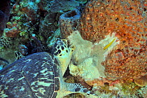 Hawksbill turtle (Eretmochelys imbricata) feeding on a Leathery barrel sponge (Geodia neptuni), San Salvador Island / Colombus Island, Bahamas. Caribbean.