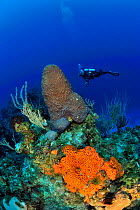 Diver above the reef with Caribbean sea whips (Plexaura homomalla), Elephant ear sponge (Agelas clathrodes) and a Great star coral (Montastraea cavernosa), San Salvador Island / Colombus Island, Baham...