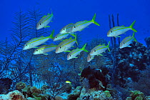 Yellow goatfish (Mulloidichthys martinicus) shoal, San Salvador Island / Colombus Island, Bahamas. Caribbean.