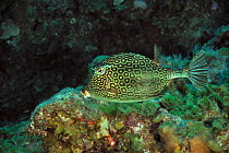 Honeycomb cowfish (Acanthostracion polygonius / polygonia), San Salvador Island / Colombus Island, Bahamas. Caribbean.