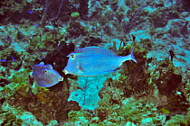 Two Honeycomb cowfish (Acanthostracion polygonius / polygonia) courting, San Salvador Island / Colombus Island, Bahamas. Caribbean.