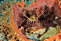 Caribbean spiny lobster (Panulirus argus) in a giant barrel sponge (Xestospongia muta), San Salvador Island / Colombus Island, Bahamas. Caribbean.