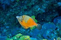 American whitespotted filefish (Cantherhines macrocerus) in orange phase, San Salvador Island / Colombus Island, Bahamas. Caribbean.