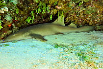 Atlantic nurse shark (Ginglymostoma cirratum), San Salvador Island / Colombus Island, Bahamas. Caribbean.