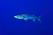 Great barracuda (Sphyraena barracuda) in open water, San Salvador Island / Colombus Island, Bahamas. Caribbean.