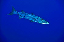 Great barracuda (Sphyraena barracuda) in open water, San Salvador Island / Colombus Island, Bahamas. Caribbean.