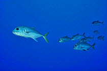 Group of Horse-eye jack / Jackfish (Caranx latus), San Salvador Island / Colombus Island, Bahamas. Caribbean.
